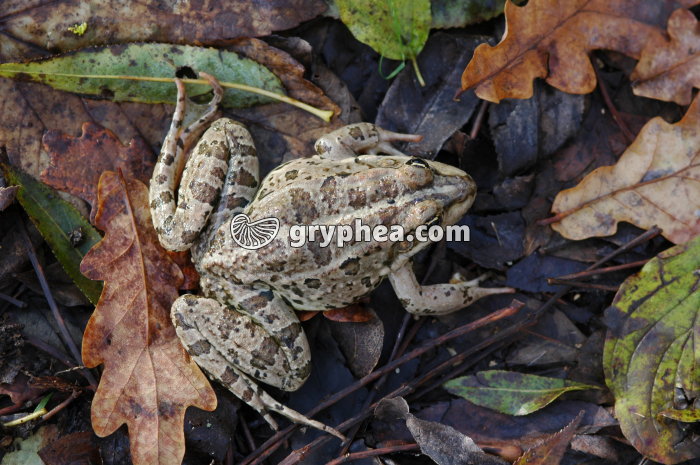 Grenouille - gryphea.com